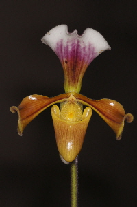 Paph. gratrixianum var. christensonianum Paph. gratrixianum var. christensonianum