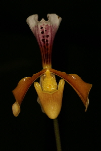 Paph. gratrixianum var. christensonianum Paph. gratrixianum var. christensonianum