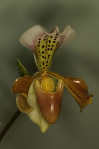Paph. gratrixianum var. christensonianum Paph. gratrixianum var. christensonianum