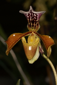 Paph. gratrixianum var. christensonianum Paph. gratrixianum var. christensonianum
