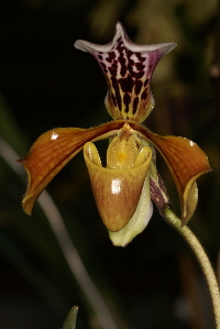 Paph. gratrixianum var. christensonianum