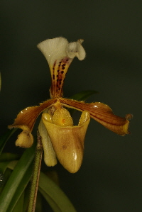 Paph. gratrixianum var. christensonianum Paph. gratrixianum var. christensonianum