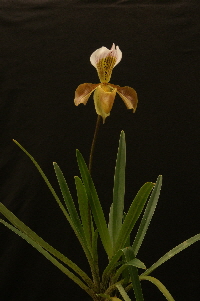 Paph. gratrixianum var. christensonianum Paph. gratrixianum var. christensonianum