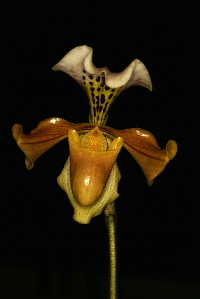 Paph. gratrixianum var. christensonianum Paph. gratrixianum var. christensonianum
