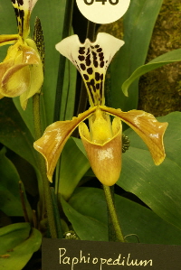 Paph. gratrixianum var. christensonianum Paph. gratrixianum var. christensonianum