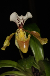 Paph. gratrixianum var. gratrixianum Paph. gratrixianum var. gratrixianum