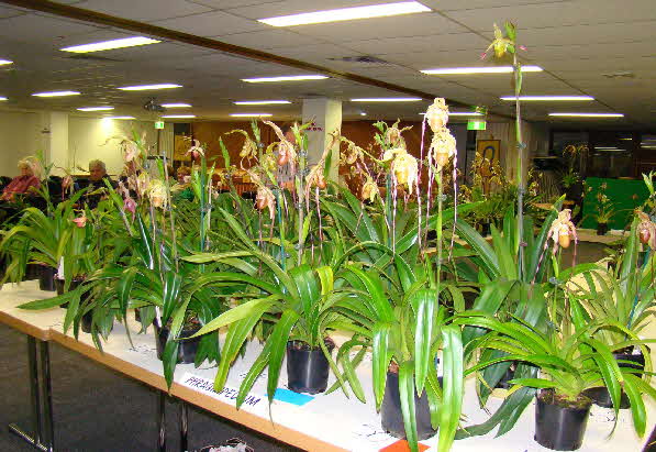 Paphiopedilum Benching at Meeting