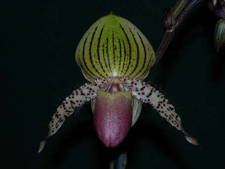 Paph. Transvaal 'Panorama' HCC/AOC