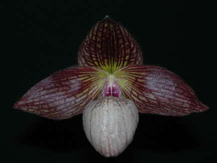 Paph. Krull's Lace 