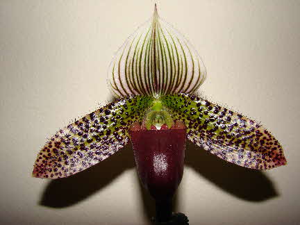 Paph. Macabre 'Tierdon IV' 