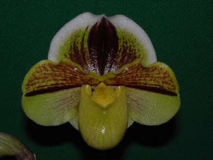 Paph. Aragon 'Katherine' 
