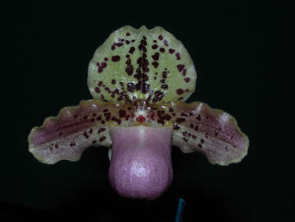 Paphiopedilum henryanum 'No 2' 