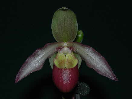 Phrag. Perseus 'HighClare' HCC/AOC 