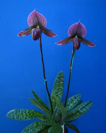 Paph. Eerie Flame Paph. Eerie Flame
