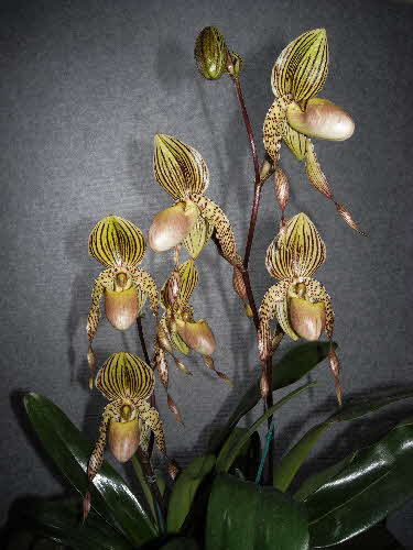 Paph. Mary Franz Smith Paph. Mary Franz Smith