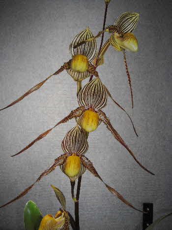 Paph. Saint Swithin 'Sunnybank' Paph. Saint Swithin 'Sunnybank'