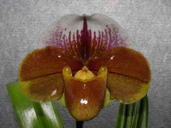 Paph. Charlie's Girl 'Tierden' HCC/AOC-QOS Paph. Charlie's Girl 'Tierden' HCC/AOC-QOS