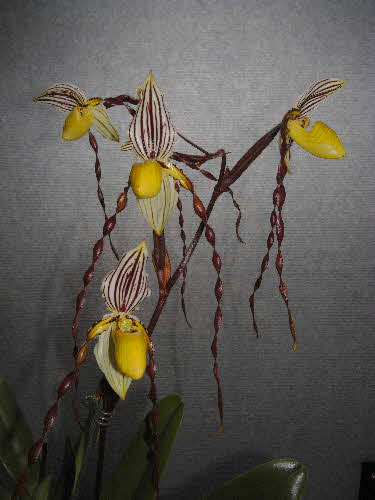 Paphiopedilum philippinense 'Ann' Paphiopedilum philippinense 'Ann'