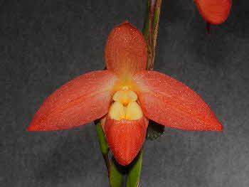 Phrag. Don Wimber '4N' FCC/RHS Phrag. Don Wimber '4N' FCC/RHS