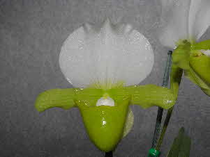 Paphiopedilum charlesworthii 