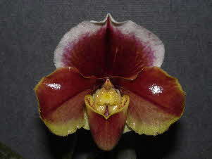 Paph. Winchilla 'Dark Gem' Paph. Winchilla 'Dark Gem'