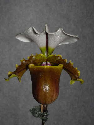 Paphiopedilum spicerianum Paphiopedilum spicerianum