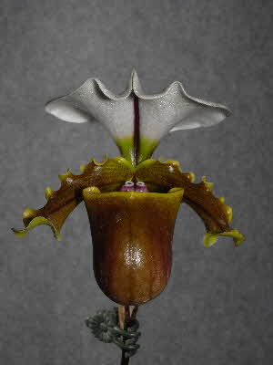 Paphiopedilum spicerianum 