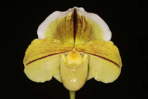 Paph. Global Passport 'Simplicity' Paph. Global Passport 'Simplicity'