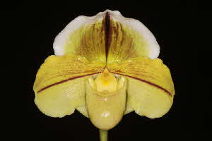 Paph. Global Passport 'Simplicity'