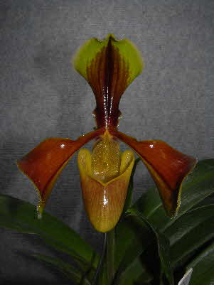 Paphiopedilum villosum 