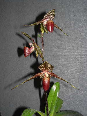 Paphiopedilum rothschildianum Paphiopedilum rothschildianum