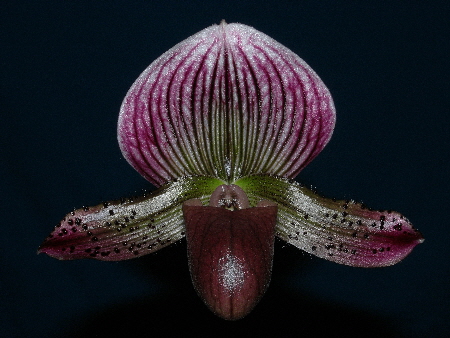 Paph. Black Widow 