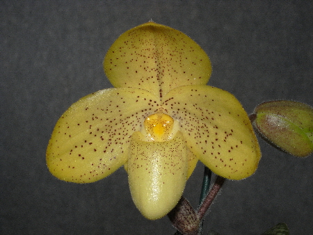 Paphiopedilum concolor 