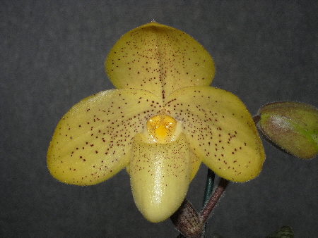 Paphiopedilum concolor 