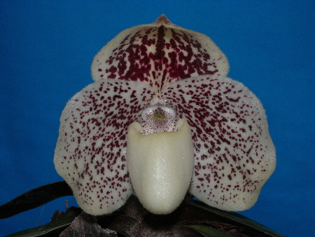 Paphiopedilum godefroyae 'Lermlok' 