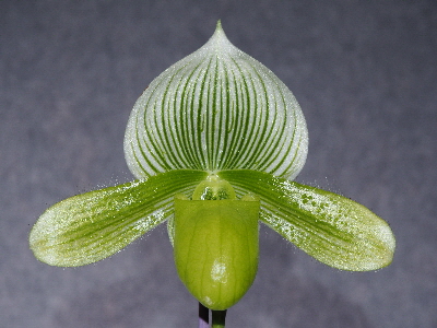 Paph. Alma Green Hilo