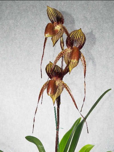 Paph. Johanna Burkhardt 'Karen' 