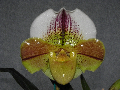 Paph. Neridah 'Rudak' HCC/AOC-QOS