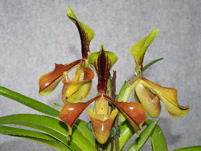 Paphiopedilum villosum 'Gash' HCC/AOC 