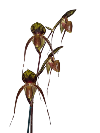 Paph. Johanna Burkhardt 'Memoria Bob Goostrey' Paph. Johanna Burkhardt 'Memoria Bob Goostrey'