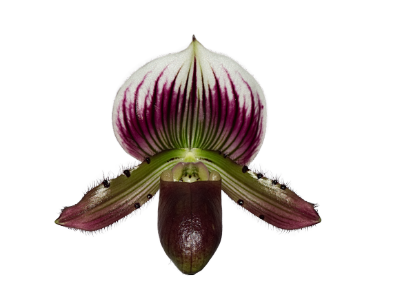 Paph. Maudiae 'Commander 4n' x 'Los Osos' AM-AOS Paph. Maudiae 'Commander 4n' x 'Los Osos' AM-AOS