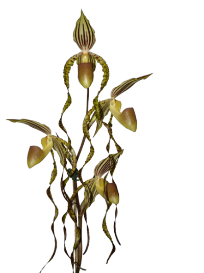 Paph. Sander's Pride 'Lazy Circles' Paph. Sander's Pride 'Lazy Circles'