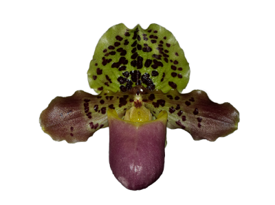 Paphiopedilum henryanum