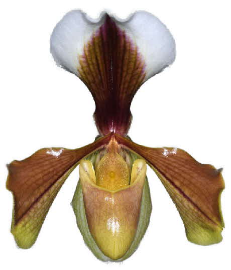 1 Orchid of the Year - Paphiopedilum villosum Doi Tung
