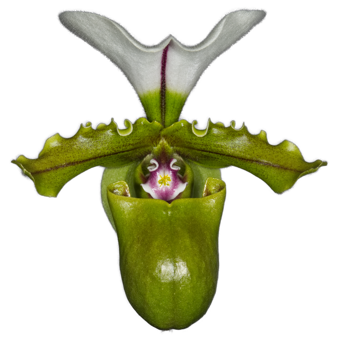 Paphiopedilum spicerianum