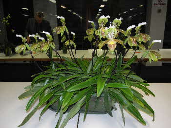 Paphiopedilum insigne 