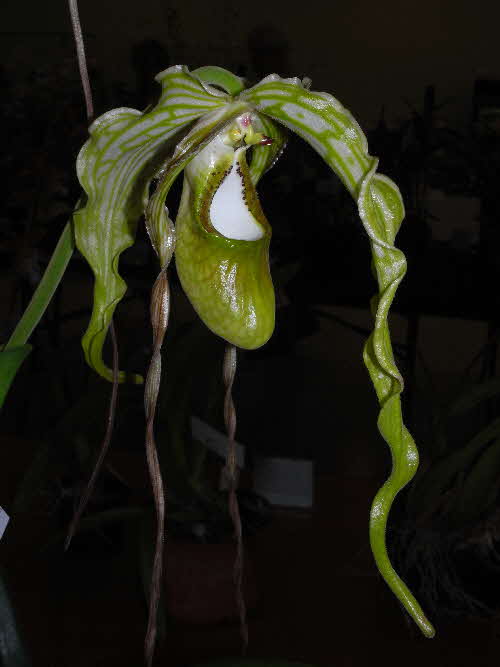 Phragmipedium caudatum