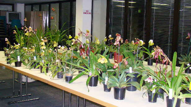 Paph Benching